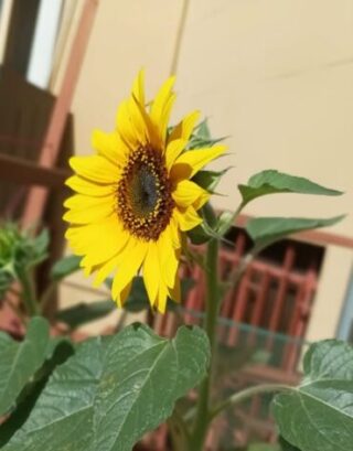 GUARDA: UNA PICCOLA GIOIA! #3